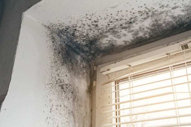 Affordable Black Mold Remediation solutions in Danville, VA
